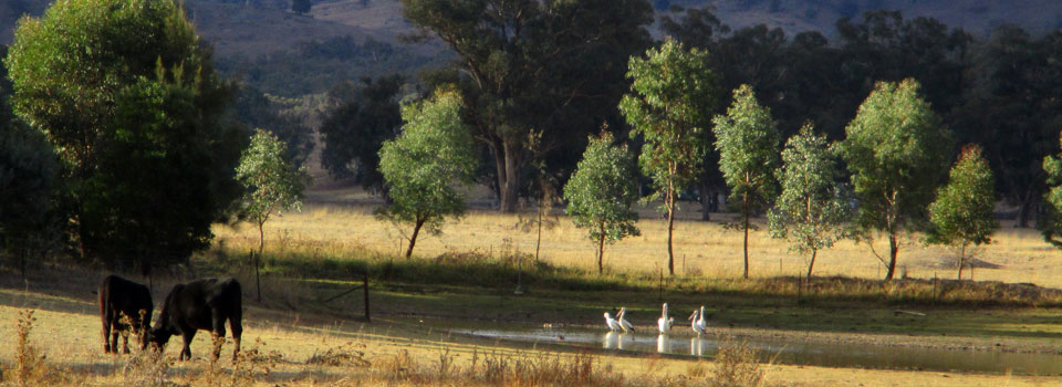 pelicans-on-dam-3.jpg